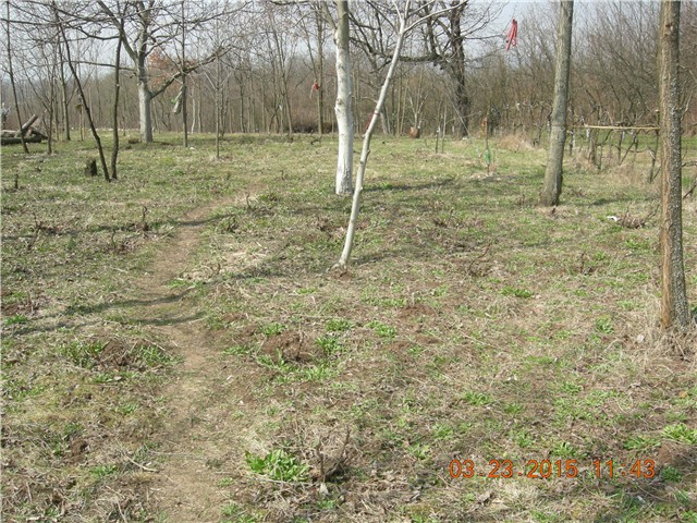 arčilend